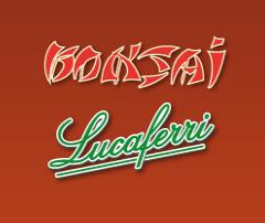 Bonsai Lucaferri, Roma orari di apertura