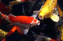 Koi Garden, Rio di Pusteria orari di apertura