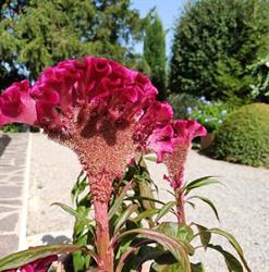 Az. Agricola Campo Contile di Galli Nicoletta, Chianciano Terme orari di apertura