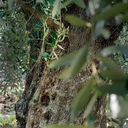 tenuta molino dei giusi, Imperia orari di apertura