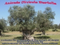 Azienda Agricola Olivicola Martella-Tozzi, Ischitella orari di apertura