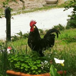 Agriturismo Il Gallo Nero Di Guerra Giovanni, Borghi orari di apertura
