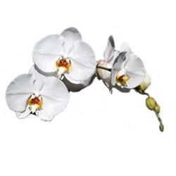 Orchidea, Varese orari di apertura