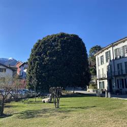 Trattoria La Vecchia Magnolia, Menaggio orari di apertura