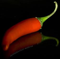 Pepperoncino - Ristorante pizzeria napoletano, Modena orari di apertura