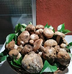 Ristorazione Monterosso Ristorante Pizzeria, Zafferana Etnea orari di apertura