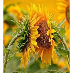 Centro Estetica Abbronzatura Girasole, Bolzano orari di apertura