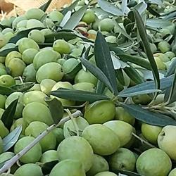 Oleificio Geraci S.n.c., Bompensiere orari di apertura