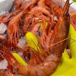 Pescheria Il Gambero Di De Lucia Giovanni, Caserta orari di apertura