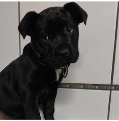 Zoomarket pet shop & toelettatura, San Prisco orari di apertura