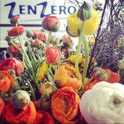 Zenzero Biocatering e Eventi, Firenze orari di apertura