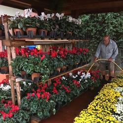 Agricola 2000 Di Mitrione Nicola - Prodotti per l'edilizia, Carpino orari di apertura