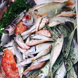 Pescheria San Vito, Lucca orari di apertura