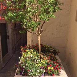 La Focagna, Matera orari di apertura