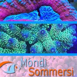 Mondi Sommersi, Pogliano Milanese orari di apertura