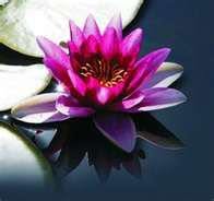 Lotus Di La Zazzera Eliana, Limbiate orari di apertura