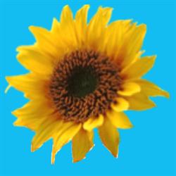 Il Girasole Societa Cooperativa Sociale Onlus, Giussano orari di apertura