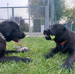Scuola cani guida e da assistenza Selvazzano Puppy Walker OdV, Selvazzano Dentro orari di apertura