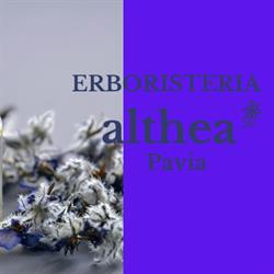 Althea, Pavia orari di apertura