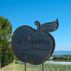 Azienda Agricola Collazzone S.S. La Saporita, Paciano orari di apertura