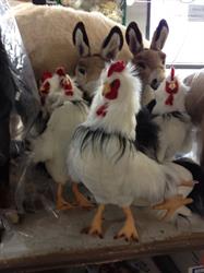 Piutrè, Noventa Vicentina orari di apertura