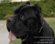 Selezione Del Cane Corso De"la Corte Delle Noci", Camponogara orari di apertura