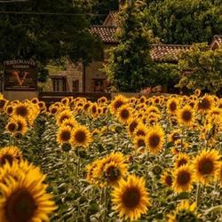 Vittoria Il Graditempo Country House, Rosora orari di apertura