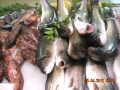 Pescheria Regina, Cabras orari di apertura