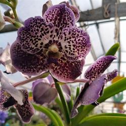 VIVAIO I GIARDINI DI MARZO di Andrea Di Maria, Latina orari di apertura