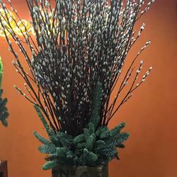 Belisari Floreal SRL, Roma orari di apertura