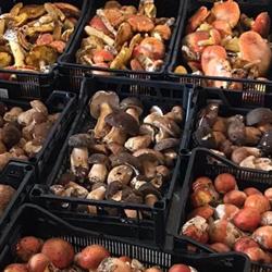 Ristorante P X A Domenico, Pescorocchiano orari di apertura