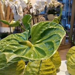 Decoflowers Di Sansonne Giuseppe, Andria orari di apertura