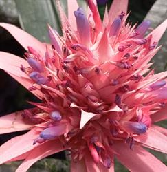 ORTOFLORICOLTURA FIORERIA Zaccaria Ilenia, Bolzano Vicentino orari di apertura