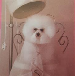 Dog in The City, Milano orari di apertura