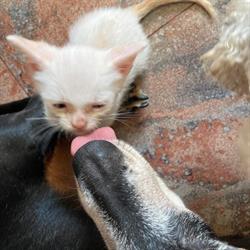 Ambulatorio Veterinario Dott.Ssa Laterza Tiziana Medico Chirurgo, Cassano delle Murge orari di apertura
