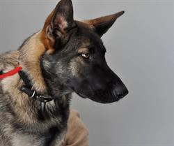 Clinica Veterinaria Il Borgo, Osio Sopra orari di apertura