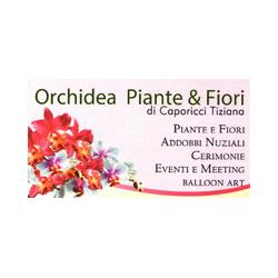 Orchidea Piante e Fiori, Larino orari di apertura