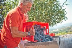 Azienda Agricola Alessandria Gianfranco, Monforte d'Alba orari di apertura