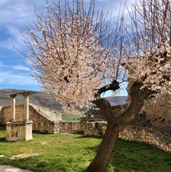 Associazione Pro Loco Navelli, orari di apertura