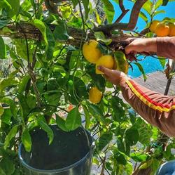 Hotel Ristorante La Pergola, Amalfi orari di apertura