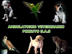Ambulatorio Veterinario Pizzuto SAS Di Cholewinska Mariola Ewa & C., Campobasso orari di apertura
