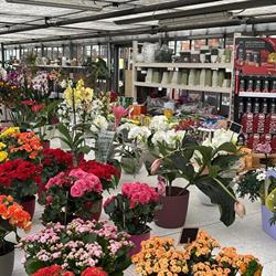 Floricoltura Pozzi Renato, Varese orari di apertura
