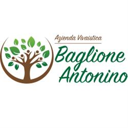 Vivai Piante Nino Baglione, Mazzarrà Sant'Andrea orari di apertura