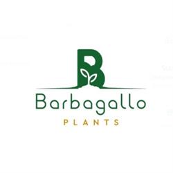Barbagallo Plants, Fiumefreddo di Sicilia orari di apertura
