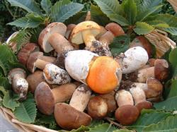 Bottacchiarifunghi - S.R.L., Lariano orari di apertura
