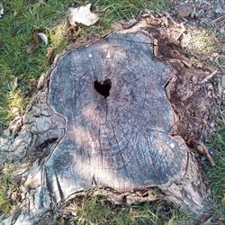 Badino Stefania Produzione Mobili, Serra Riccò orari di apertura