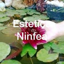 Estetica Ninfea F.m.s.a.s Di Maso Federica & C., Cagnola orari di apertura