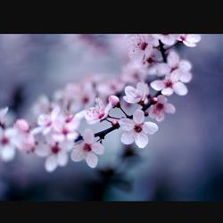 Ristorante Giapponese Sakura, Trieste orari di apertura