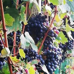Tenuta Tovaglieri Di Tovaglieri Giuliana Agriturismo, Golasecca orari di apertura