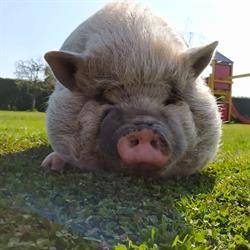 Agriturismo La Biula Ss, Carpignano Sesia orari di apertura